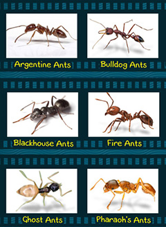 Ant Type