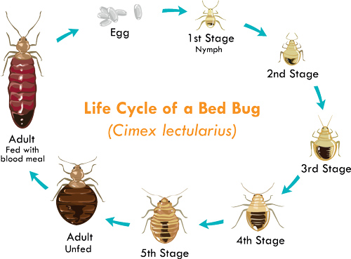Bed Bug's Life Cycle