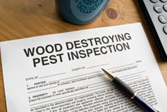 wood-destroying-pest-inspection