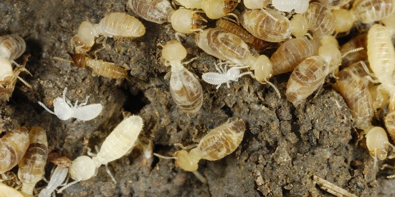 7 Signs Of A Termite Infestation