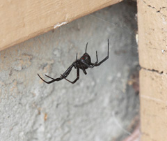 Spider Pest Control