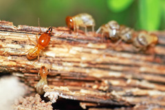 White Ants