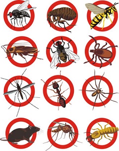 Types of Pest
