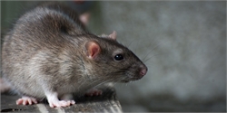 Why Rat Infestations should never be underestimated?